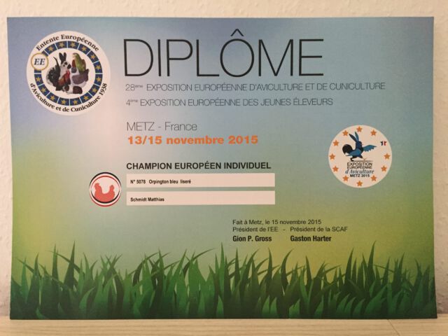 28. EE-Europaschau (Metz) 2015 – Europa-Champion auf 0,1 Orpington blaugesäumt