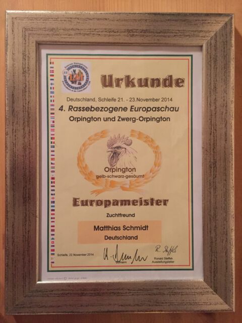 4. Rassenbezogene Europaschau 2014 - Europameister auf Orpington gelb-schwarzgesäumt