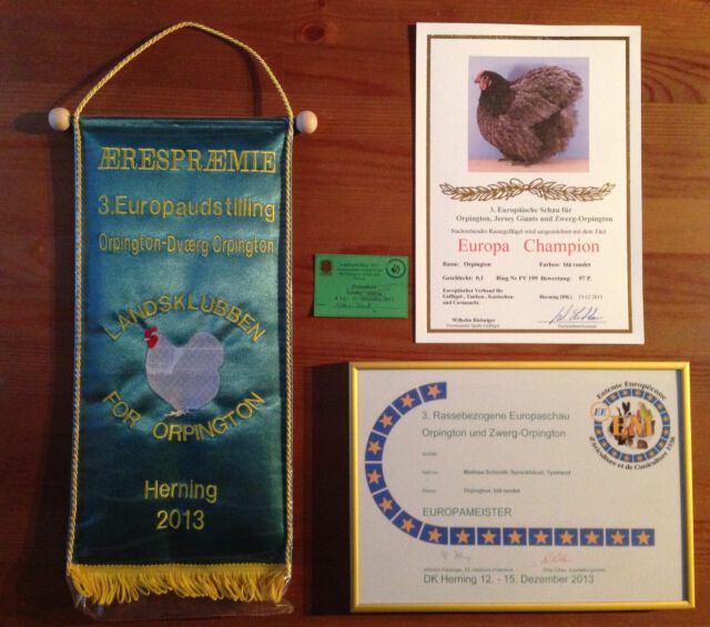 3. Rassenbezogene Europaschau 2013 - Europa-Champion und Europameister auf Orpington blaugesäumt