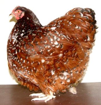 Nistertal 2017 - v97 - Jubiläumsband Foto: (c) by Demler