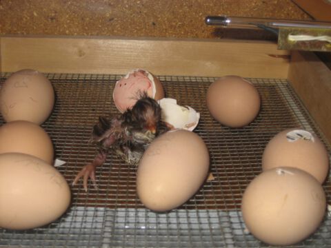 Küken beim Schlupf