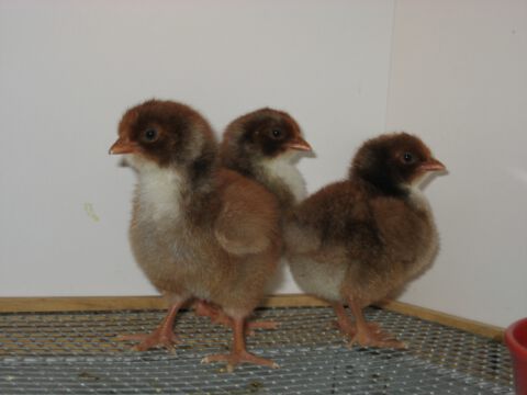 Eintagsküken