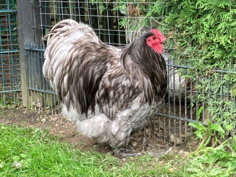 1,0 - Orpington - blaugesäumt mit Rosenkamm - (F2) aus 2021