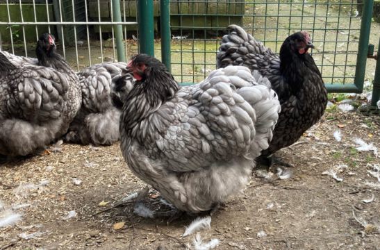 0,1 - Orpington - blaugesäumt mit Rosenkamm - (F2) aus 2021