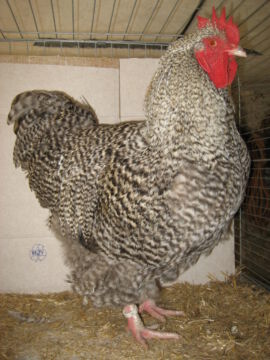 Junghahn 2009 (Ausschusstier der "Kennfarbigen")