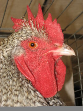 Junghahn 2009 (Ausschusstier der "Kennfarbigen")