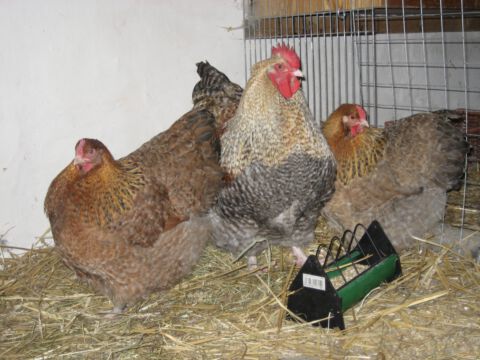 Neuankömmlinge aus Dänemark - Zuchtstamm 2009