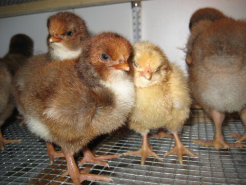 Der Nachwuchs macht es sich in der Aufzuchtbox gemütlich