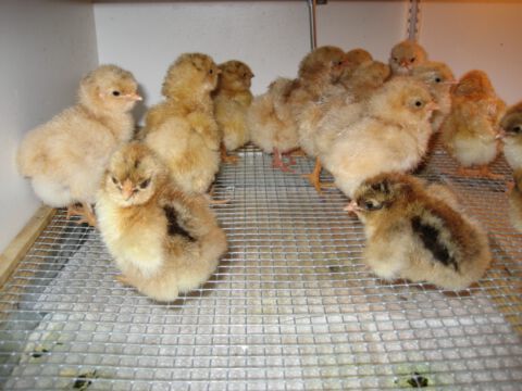 Der Nachwuchs macht es sich in der Aufzuchtbox gemütlich