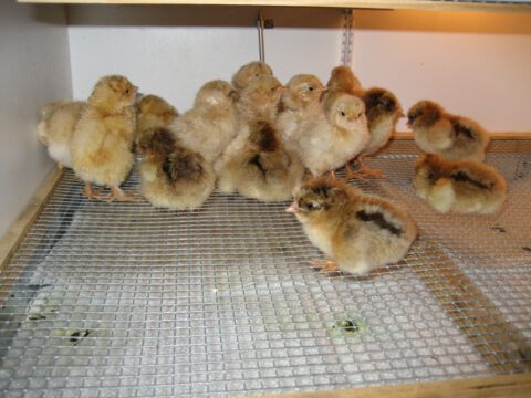 Der Nachwuchs macht es sich in der Aufzuchtbox gemütlich