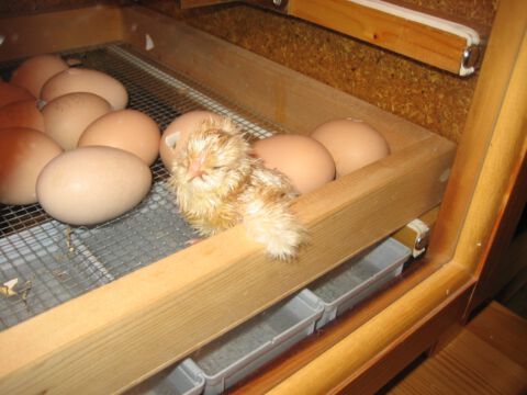 Der Nachwuchs macht es sich in der Aufzuchtbox gemütlich