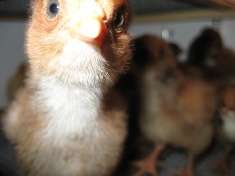 Der Nachwuchs macht es sich in der Aufzuchtbox gemütlich