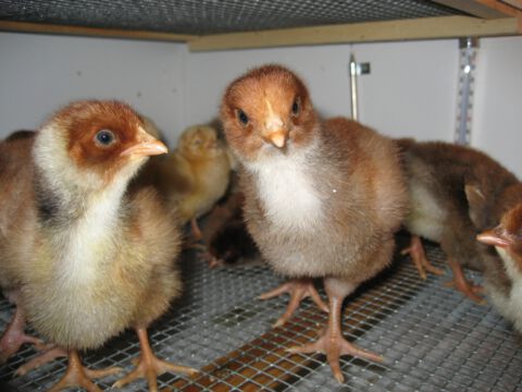 Der Nachwuchs macht es sich in der Aufzuchtbox gemütlich