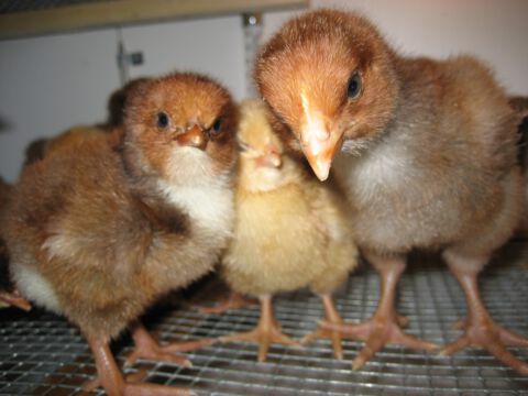 Der Nachwuchs macht es sich in der Aufzuchtbox gemütlich