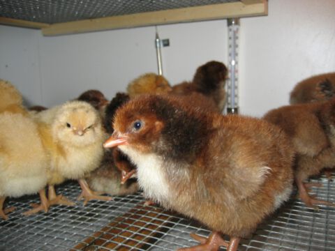 Der Nachwuchs macht es sich in der Aufzuchtbox gemütlich