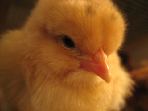 Der Nachwuchs macht es sich in der Aufzuchtbox gemütlich