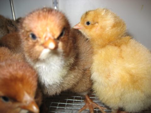 Der Nachwuchs macht es sich in der Aufzuchtbox gemütlich