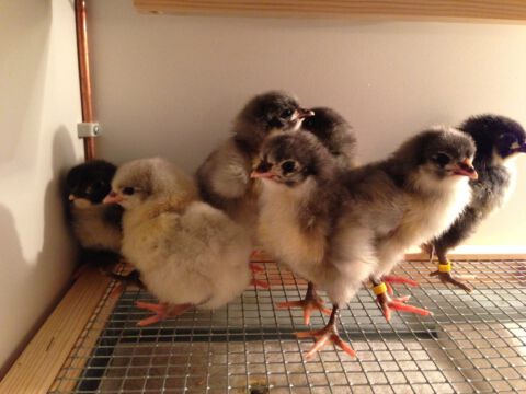 Küken 2013 - Bild 1