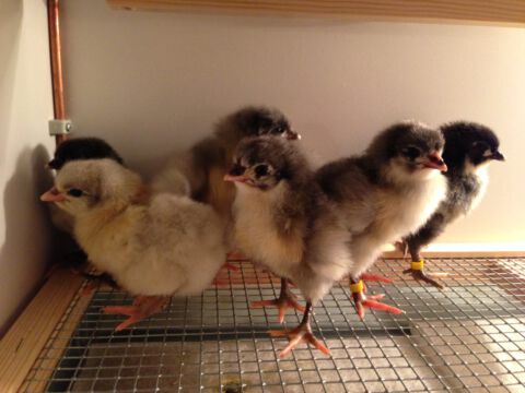 Küken 2013 - Bild 2