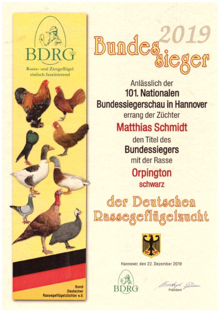 Deutsche Junggeflügelschau / Nationale Bundessiegerschau 2019 – Bundessieger auf Orpington schwarz