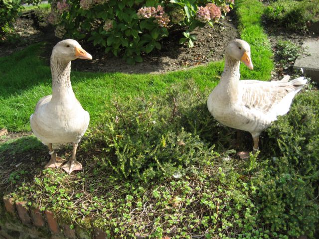 Lieschen und Henriette - Teil 1