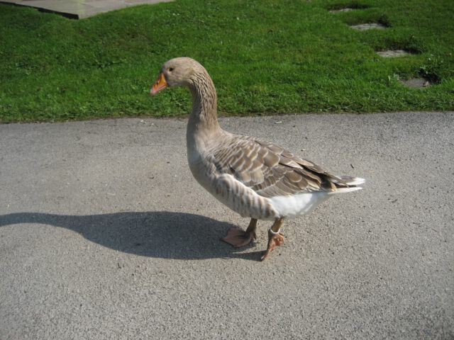 Lieschen und Henriette - Teil 2