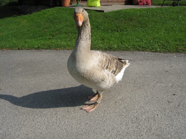 Lieschen und Henriette - Teil 3