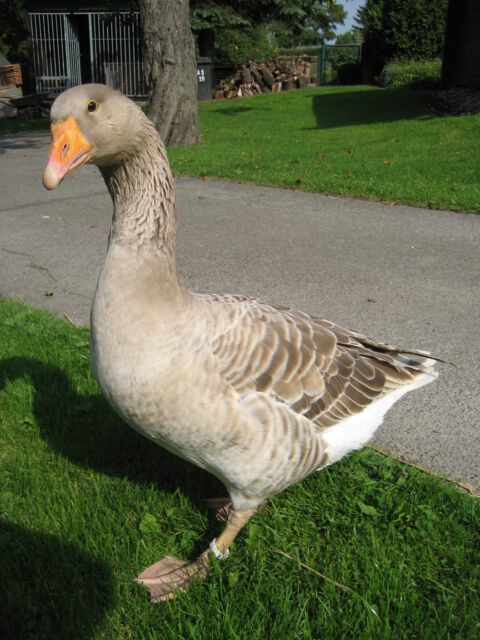 Lieschen und Henriette - Teil 4