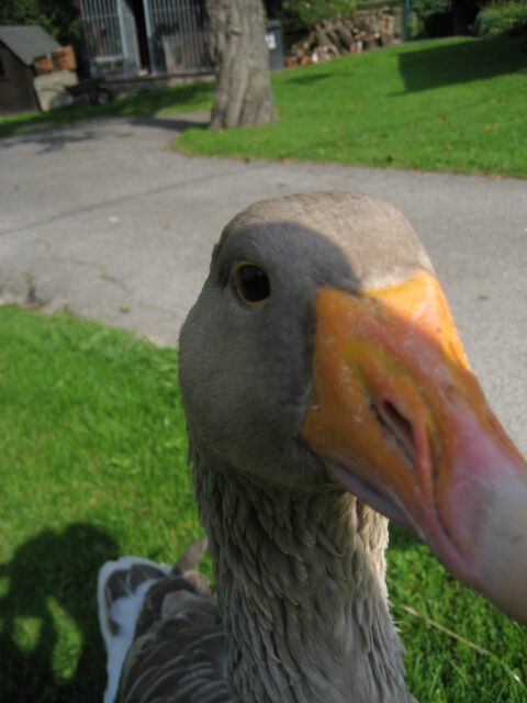 Lieschen und Henriette - Teil 5