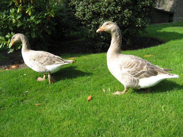 Lieschen und Henriette - Teil 6