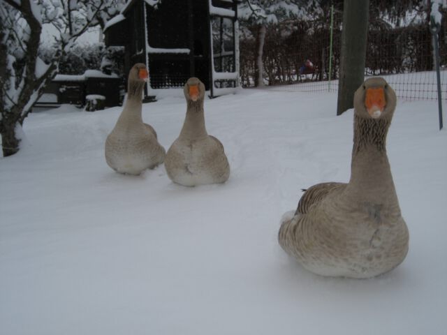 Schneegaense - Teil 1