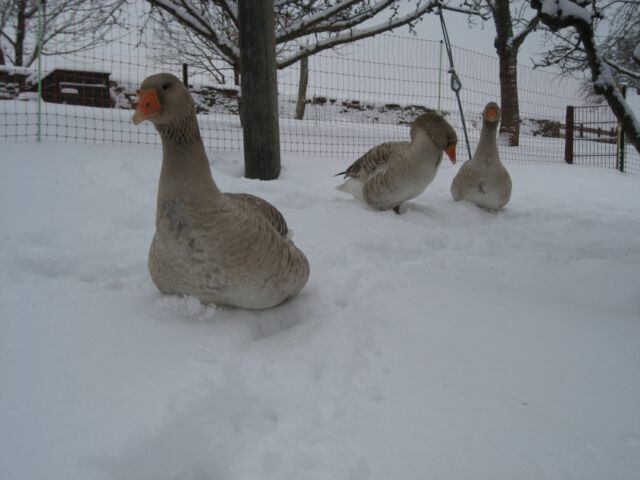Schneegaense - Teil 4