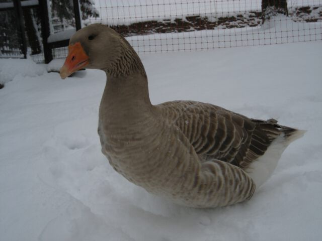 Schneegaense - Teil 5