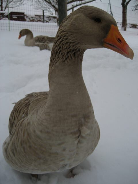 Schneegaense - Teil 6